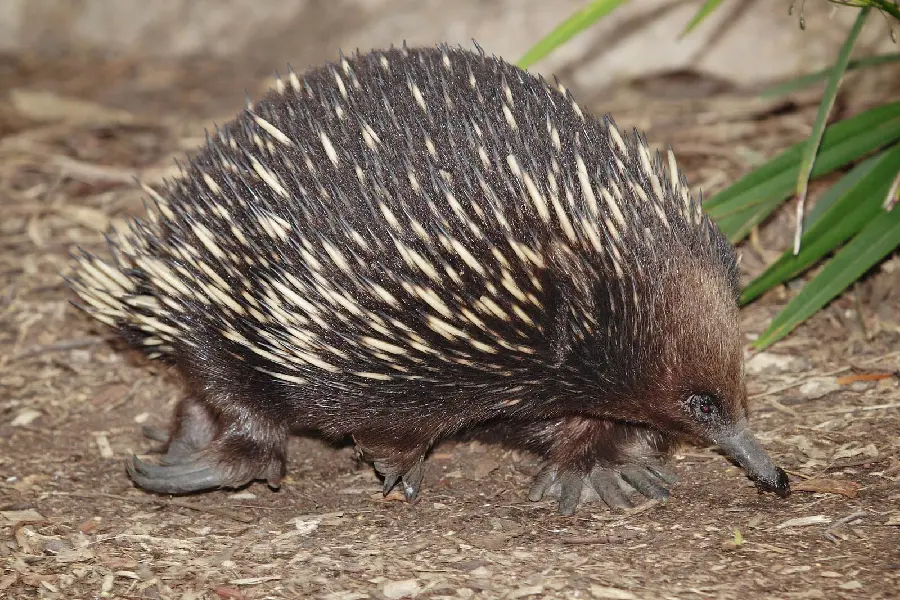 Anteater or Spiny Anteater or Echidna