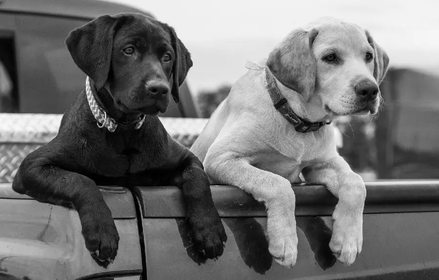 Stock photo with black and white theme Labrador Retriever
