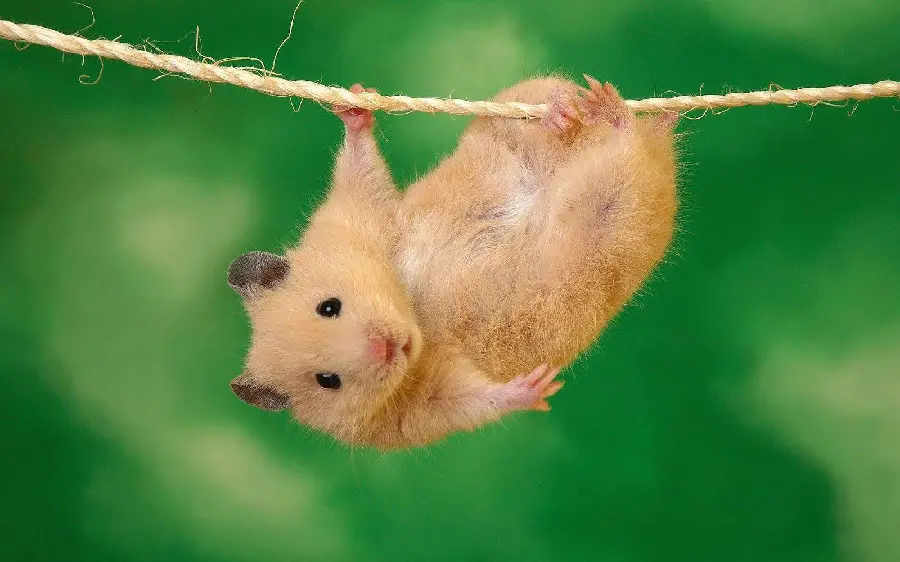 Picture of a hamster that is lazy