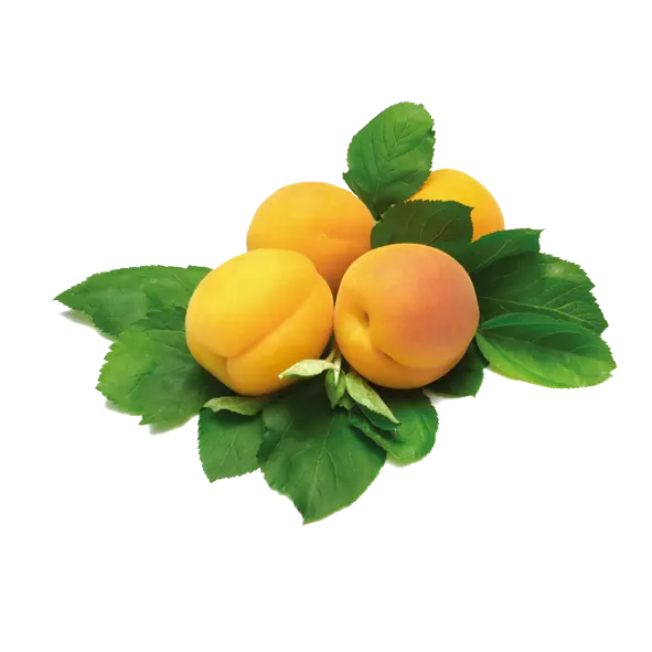 Download Apricot PNG images for creative designs