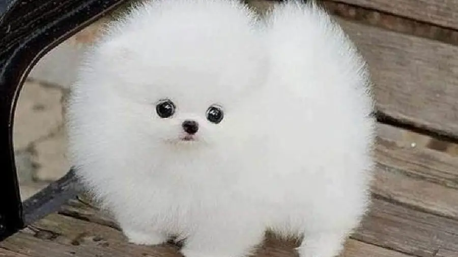 White and Fluffy Pomeranian Puppy Wallpaper