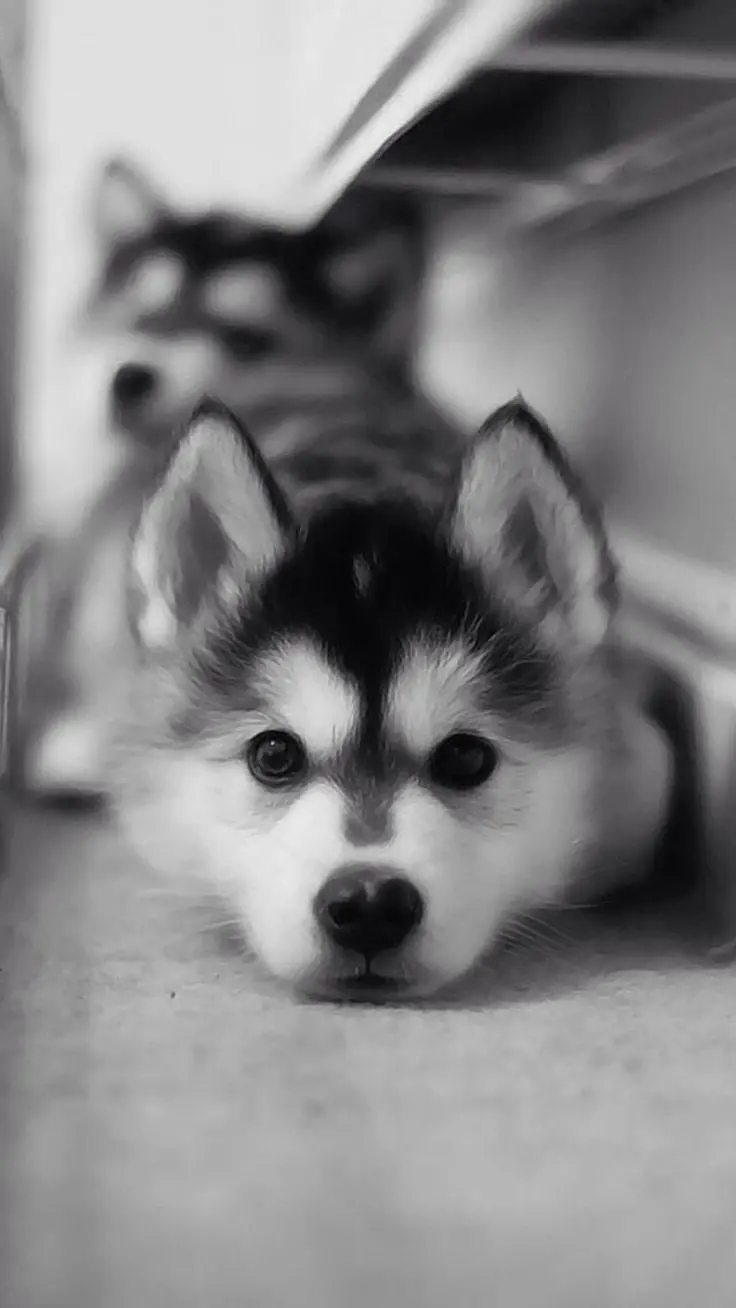 Attractive iPhone Background of a Puppy Beautiful Husky Wallpapers with Black and White Theme