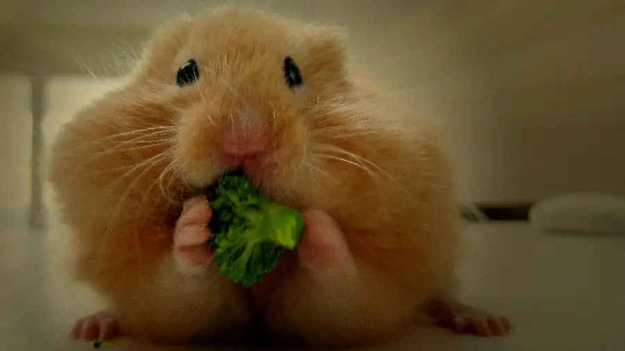 Hamster's wrist was caught eating broccoli