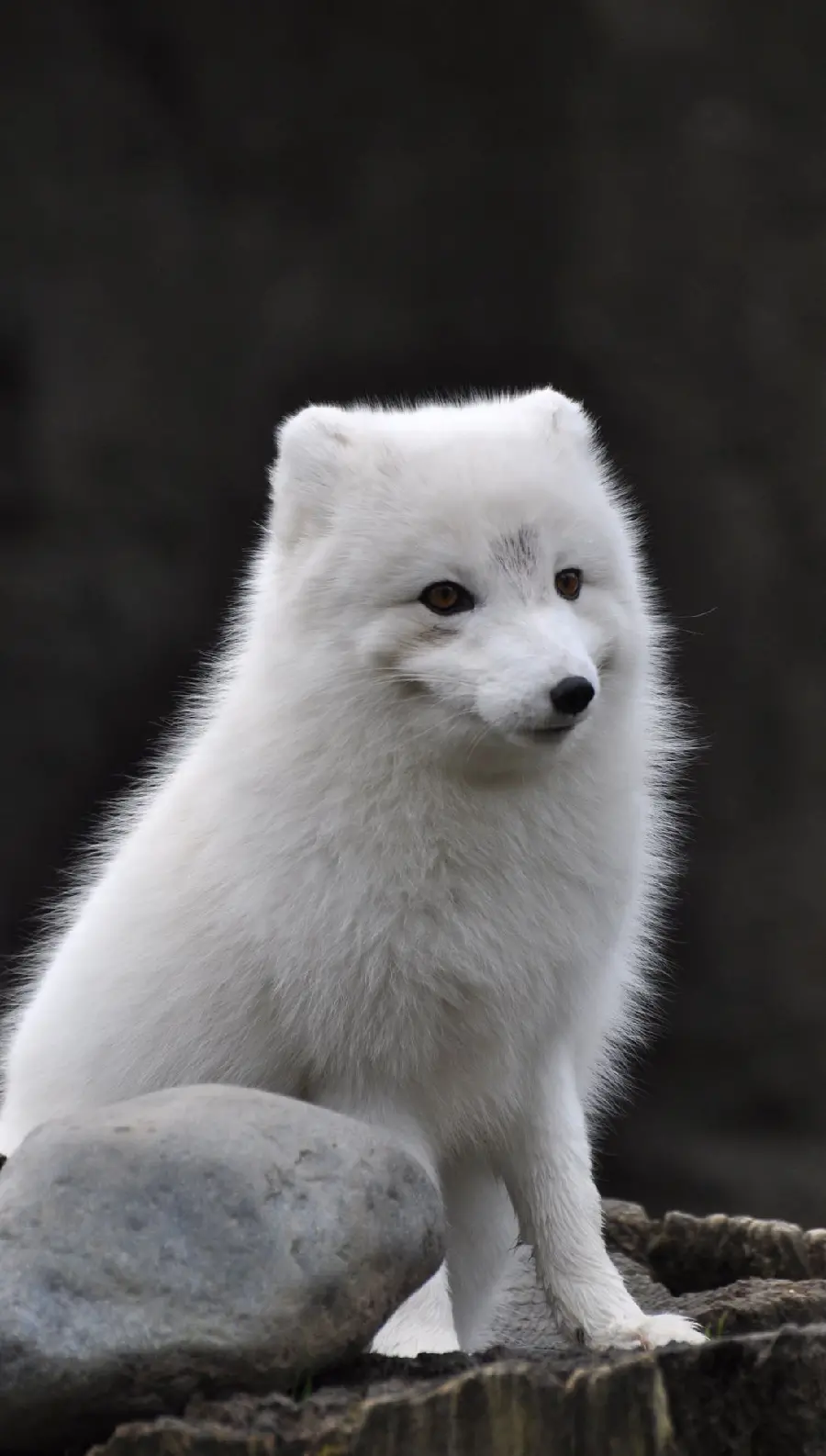 A pleasant quality background of an Arctic fox for your phone background