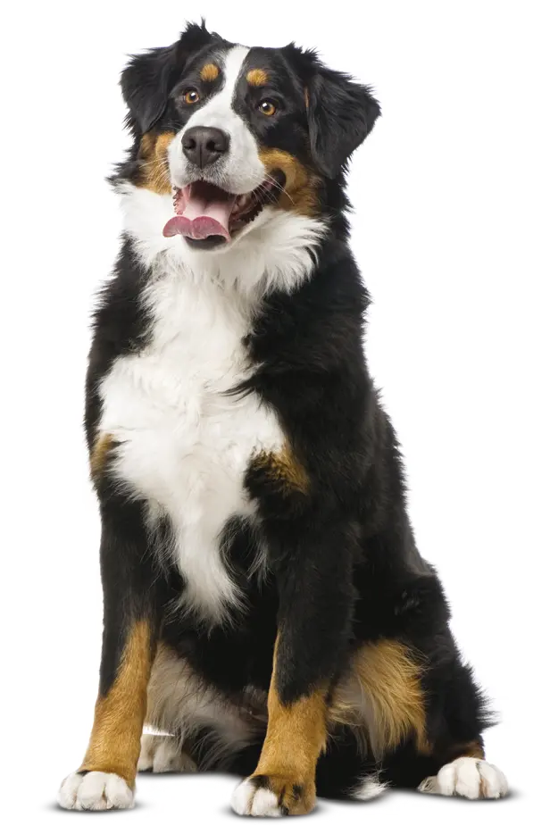 Real Bernese Mountain Dog PNG