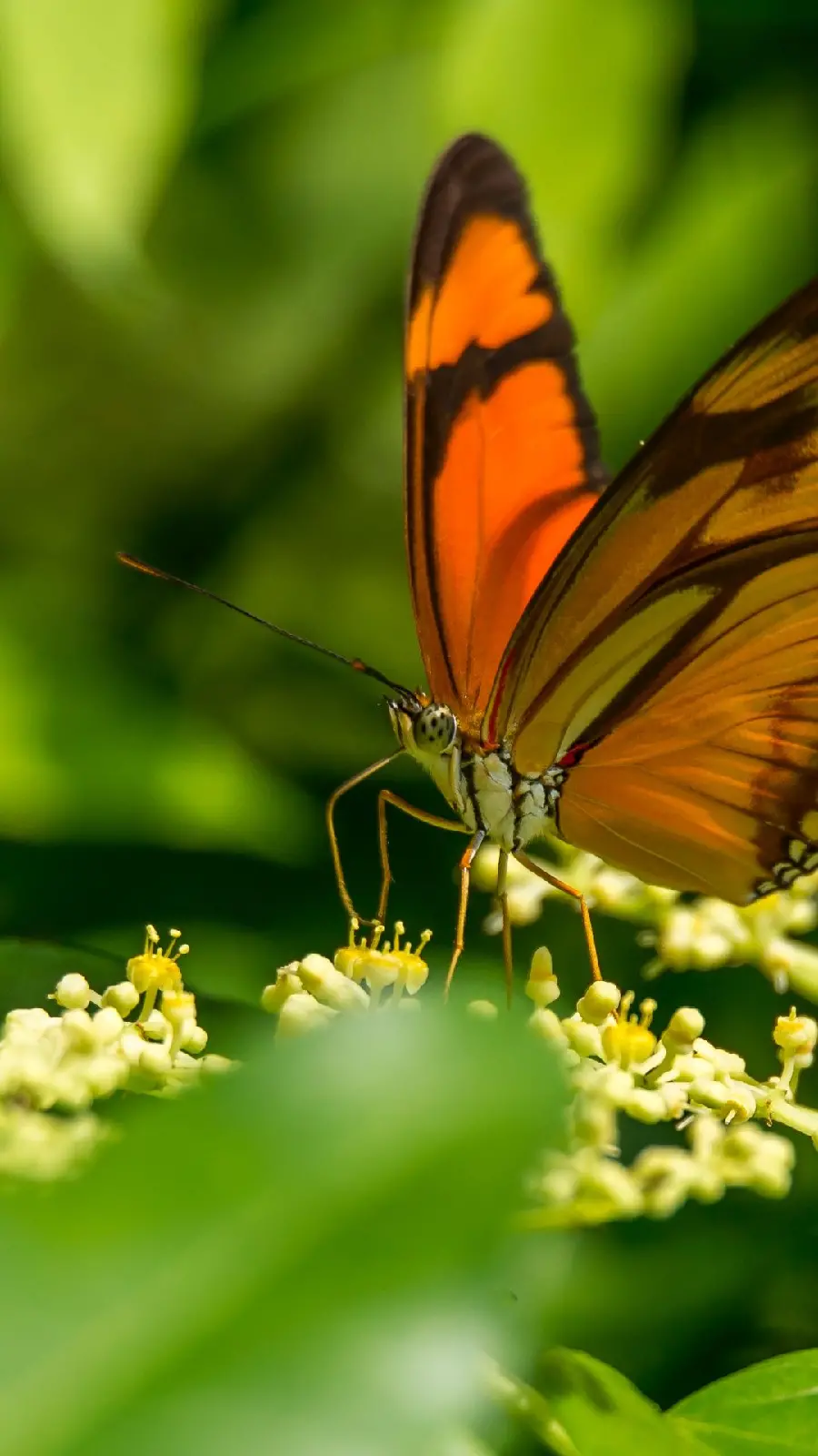 Dion Juno Butterfly Background with Blurred Background Special for iPhone 