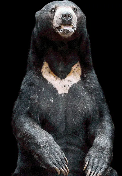 Black Bear Background Photo Without Background PNG