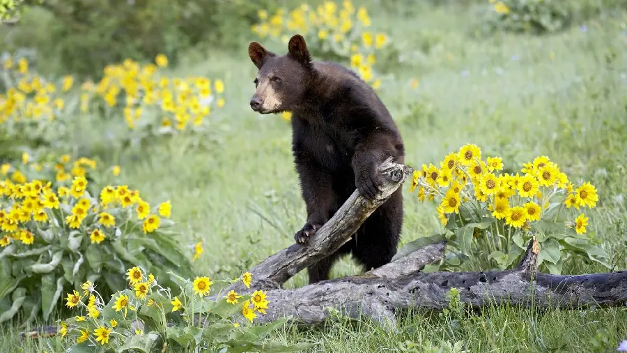 Black bear wallpaper with special and excellent HD quality