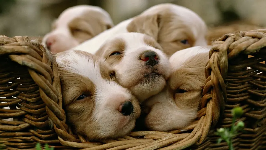Background of sleepy puppies with the best editing and quality suitable for printing
