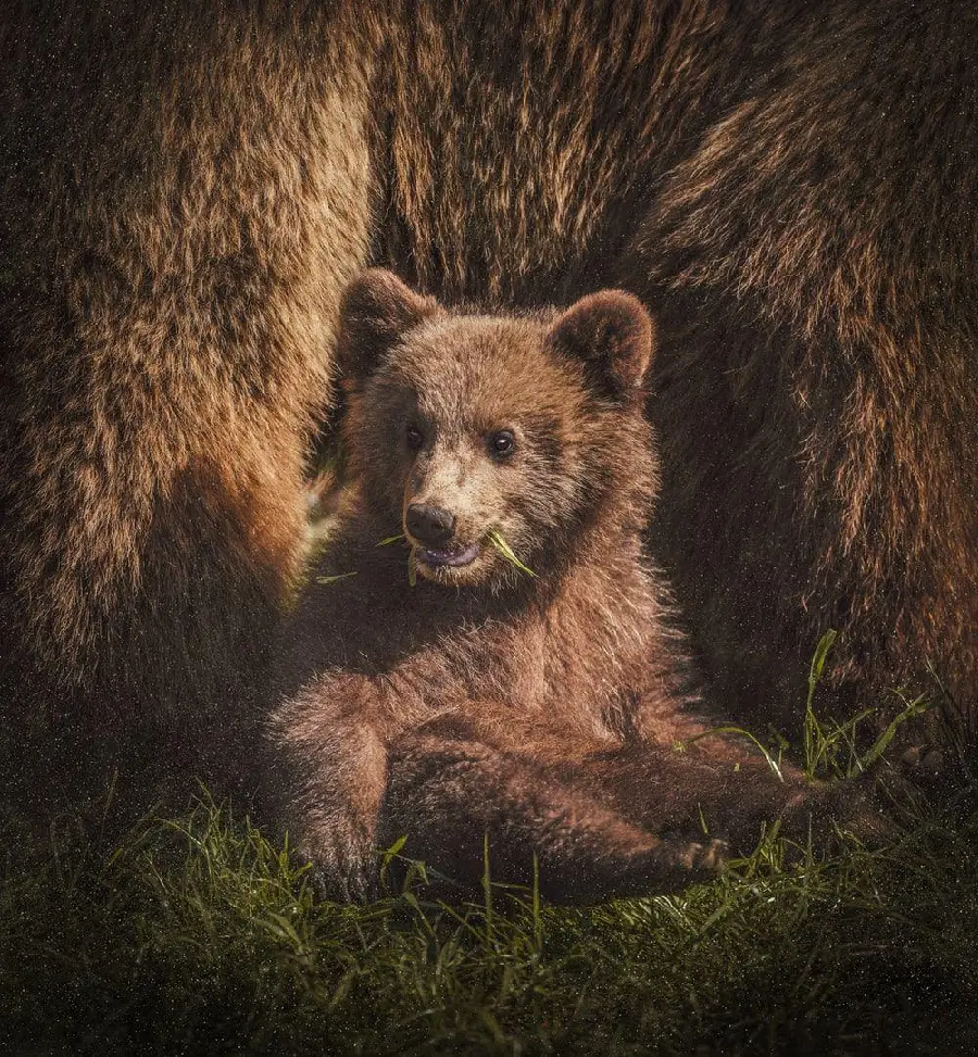 Stock photo of a bear cub for the cover of clips related to this animal