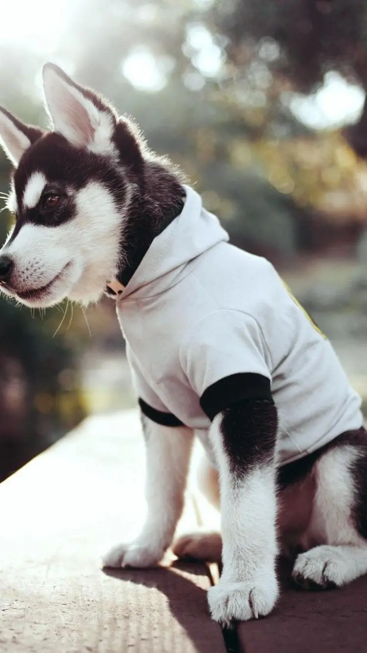 Funny Husky Wallpaper in White Clothes for iPhone