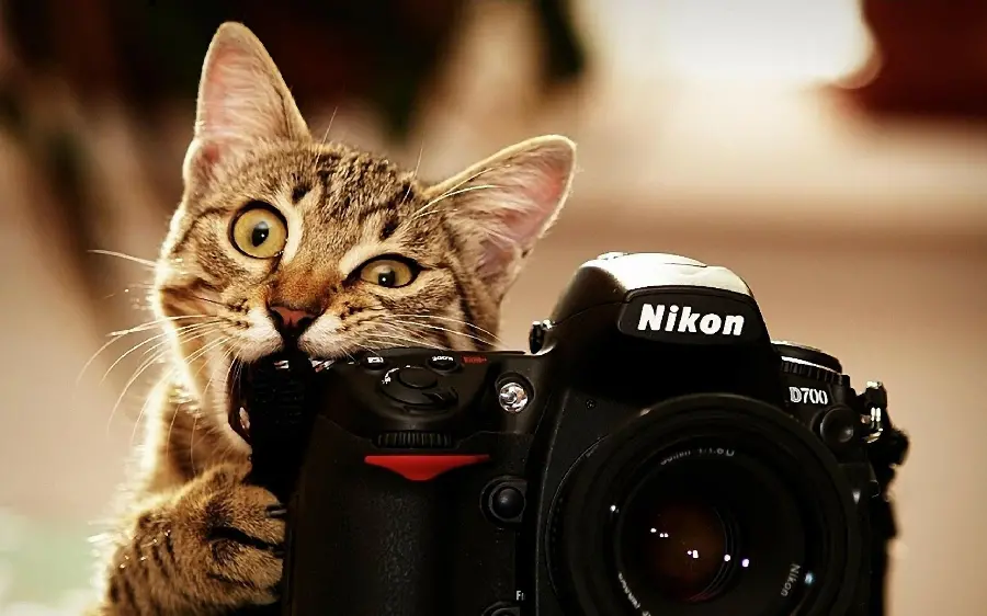Cat Photo and Attractive Digital Camera Profile for Personal Use