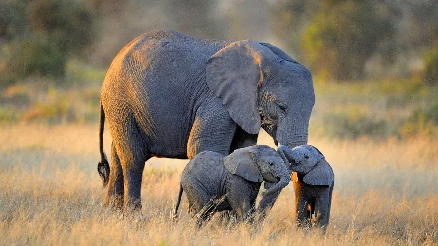 Download a mobile wallpaper of an elephant and its baby, a beautiful and memorable photo