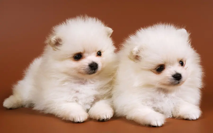 High-quality background for puppy lovers