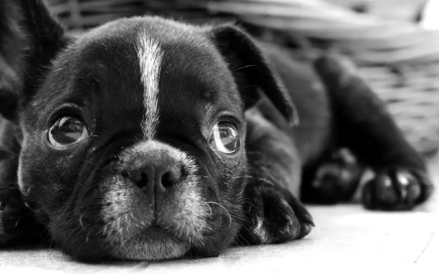 A Suitable Desktop Wallpaper of a Dog in 4K with a Black and White Theme