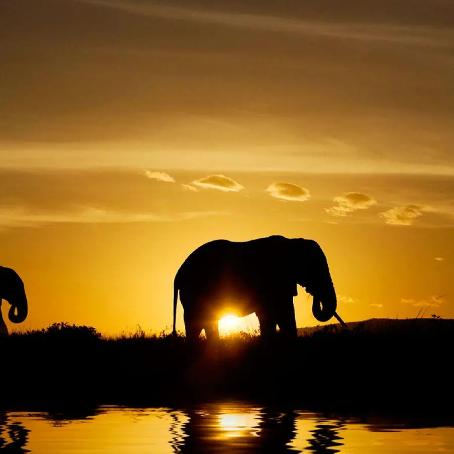 Download a picture of a cute little elephant for mobile wallpaper and background