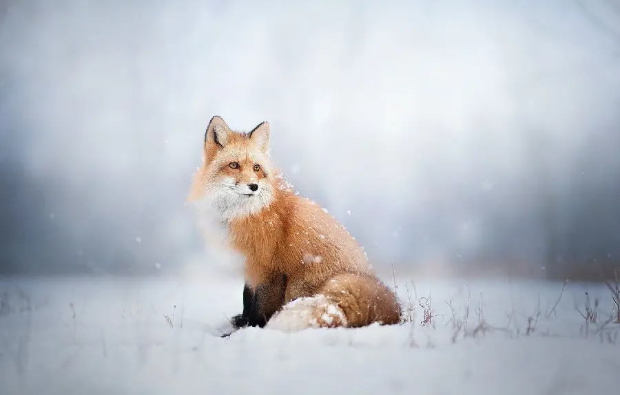 High quality fox background with polar snow background