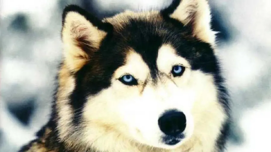 Stylish and cute profile picture of red husky for WhatsApp
