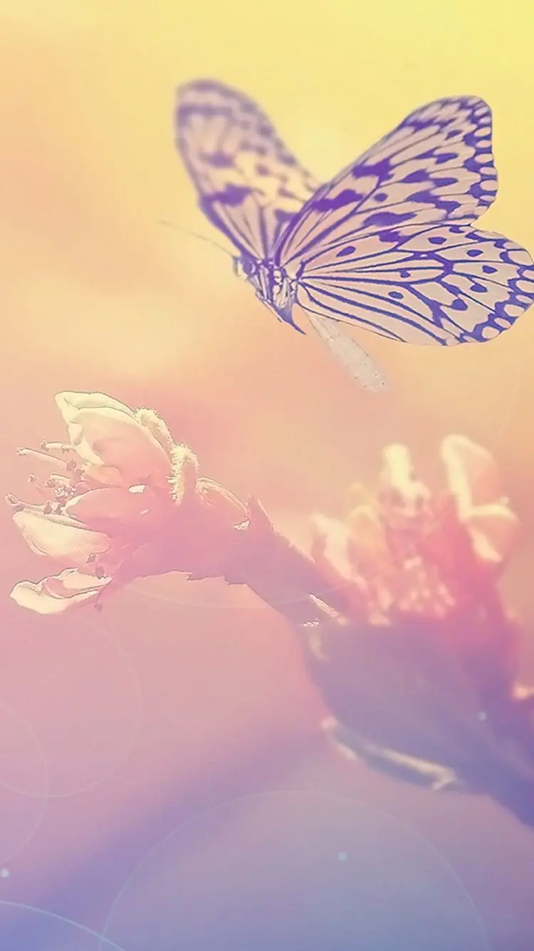 Dreamy photo of a cute butterfly for iPhone background