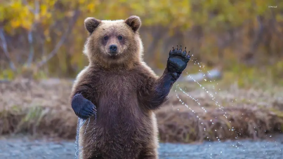 Download the most attractive photos taken of real bear cubs
