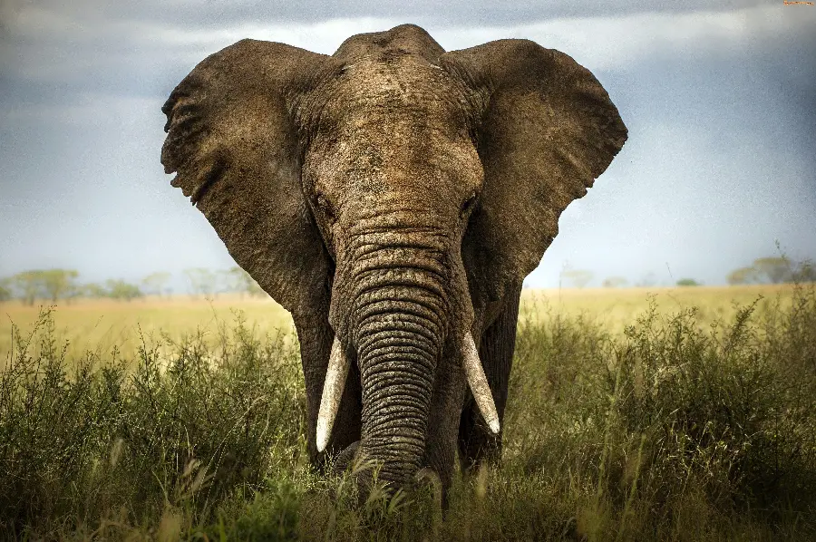 Download a photo of a large elephant walking in nature