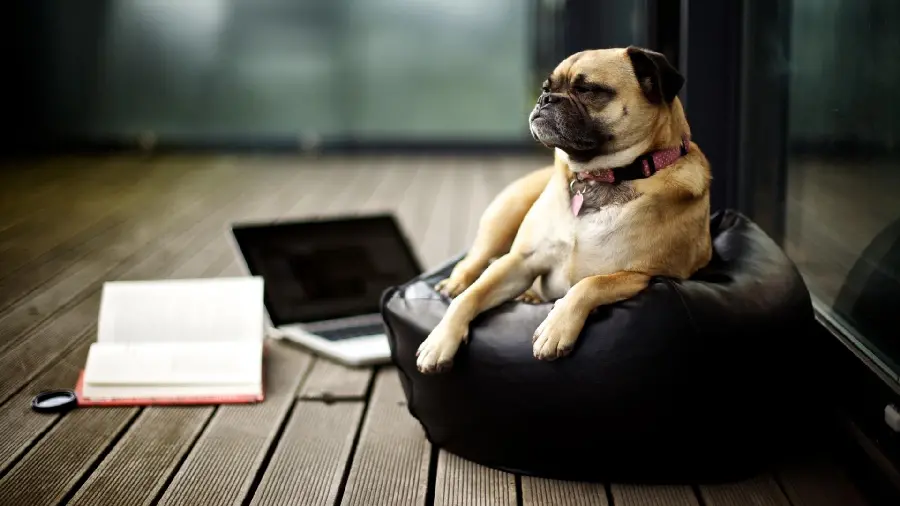 Download the Best Funny Dog Backgrounds