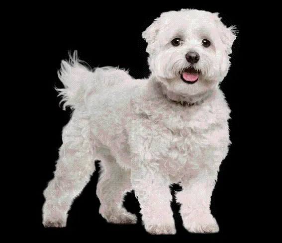 Free Download Cute Maltese Dog Real PNG Stock Photo