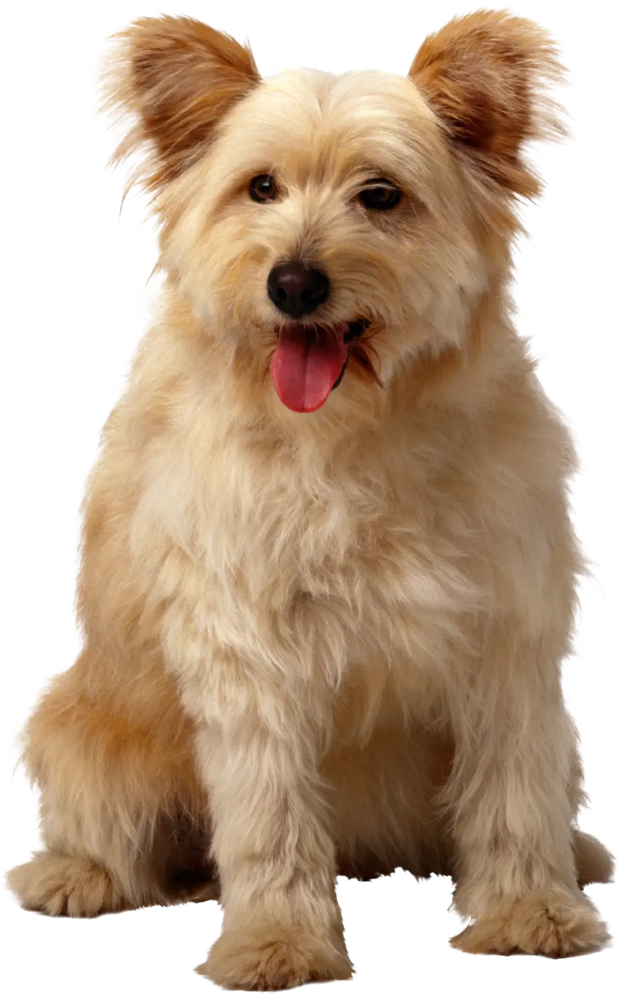 Real Dog Wallpaper Very beautiful furry dog ​​in PNG format