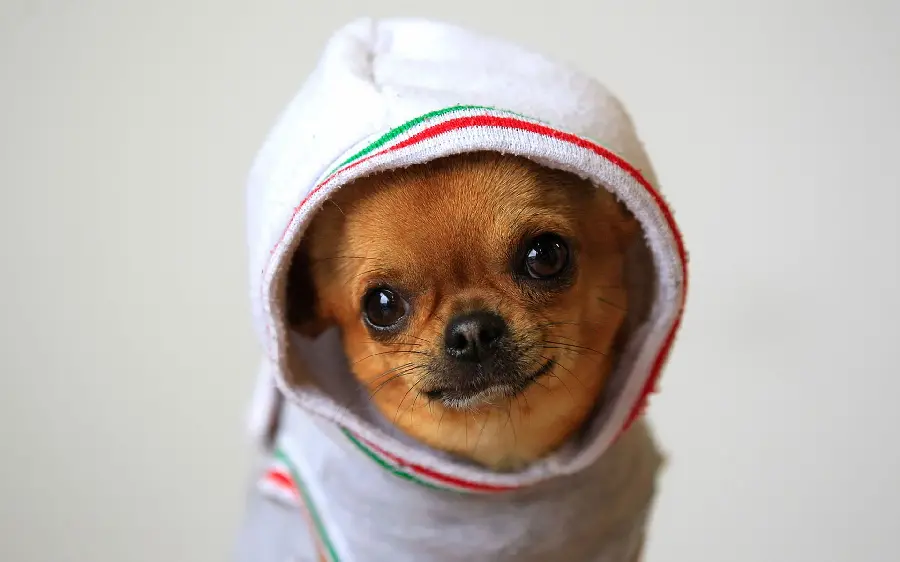 High quality background photo of a funny small breed dog Chihuahua