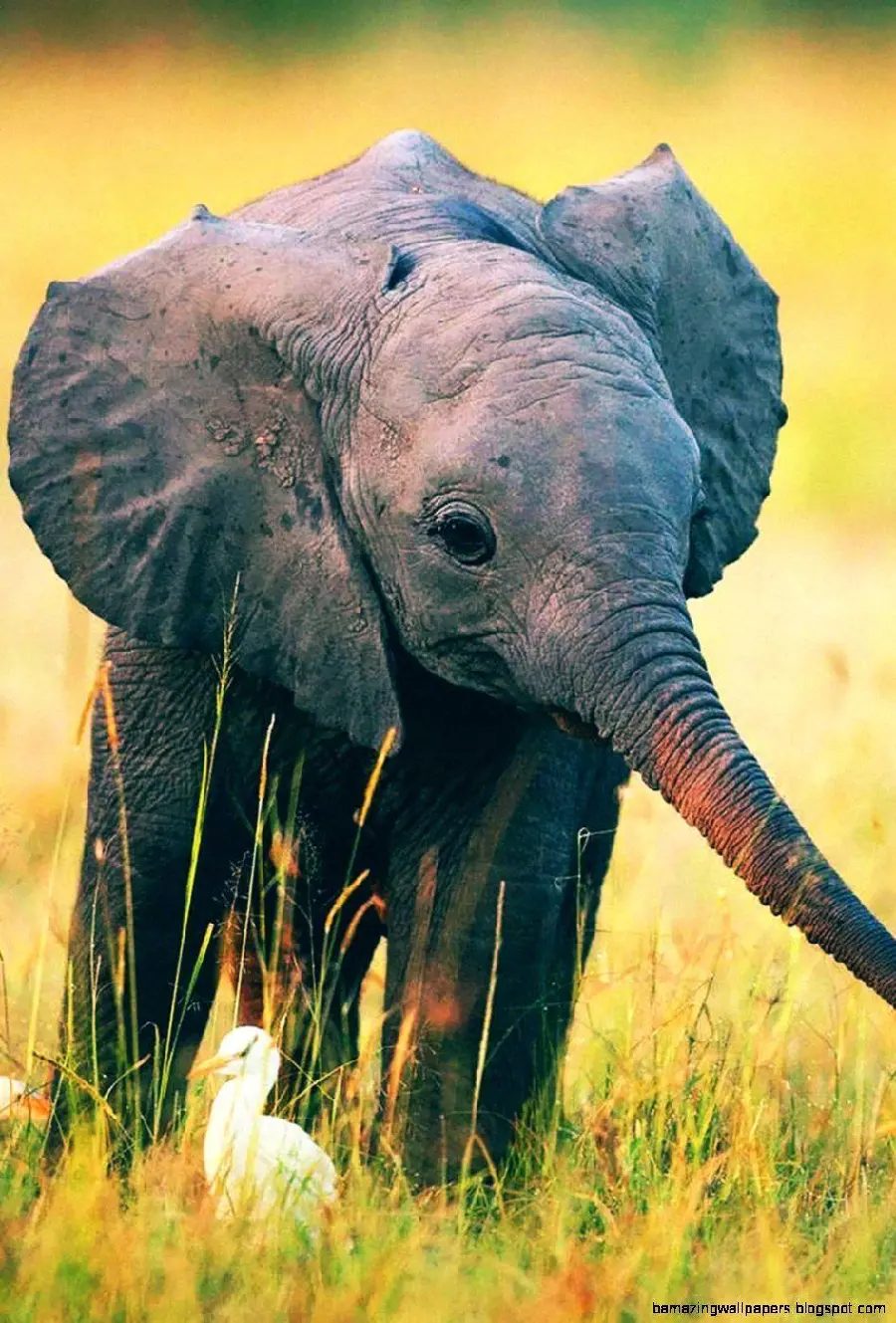 Stock image of a baby elephant playing in a meadow with quality for wallpaper and phone background