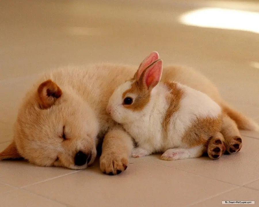 Spectacular background image of puppy next to white brown rabbit