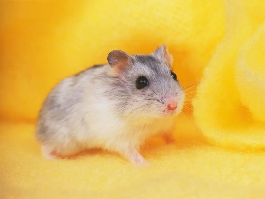 Free image of a hamster with an orange background