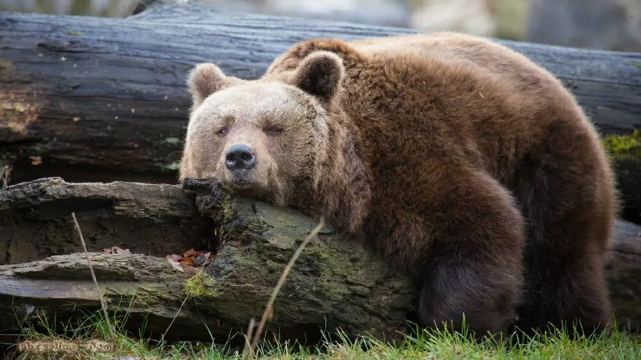 Grizzly bear background image for wildlife documentary pages