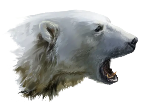 Angry Polar Bear Head Image PNG