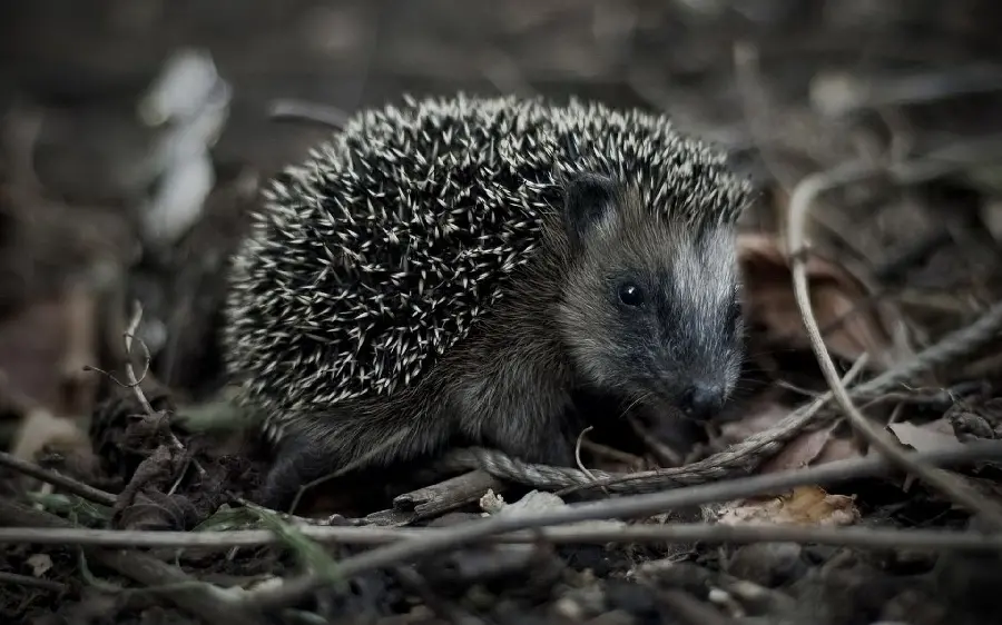 Wallpaper suitable for a computer of a baby hedgehog in the wild