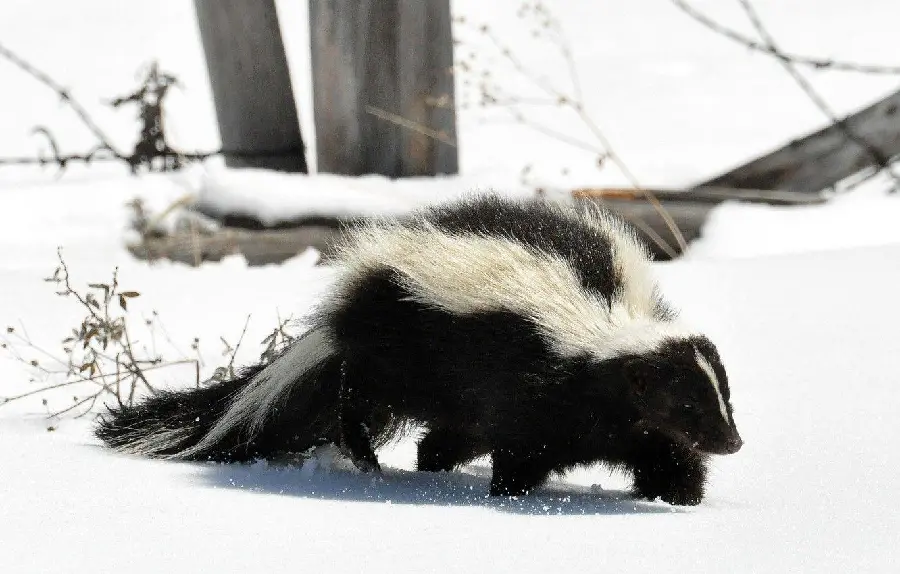Download stock image Skunk in the Snow Fields