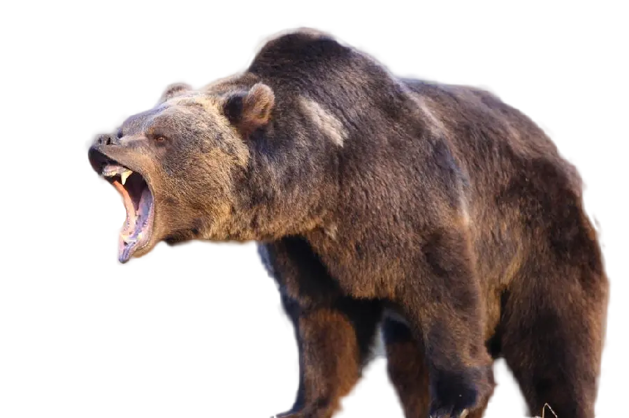 Amazing Stock Photo of Wild Bear Roaring with Sharp Teeth PNG
