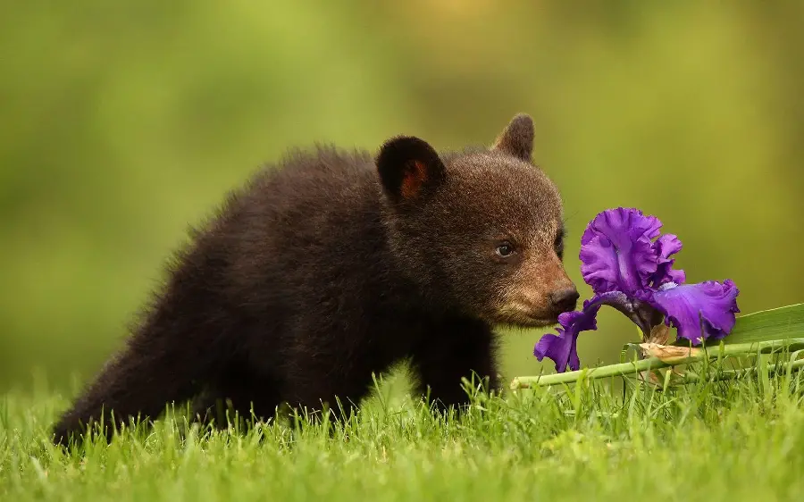 Beautiful bear cub wallpaper on a green grassy background