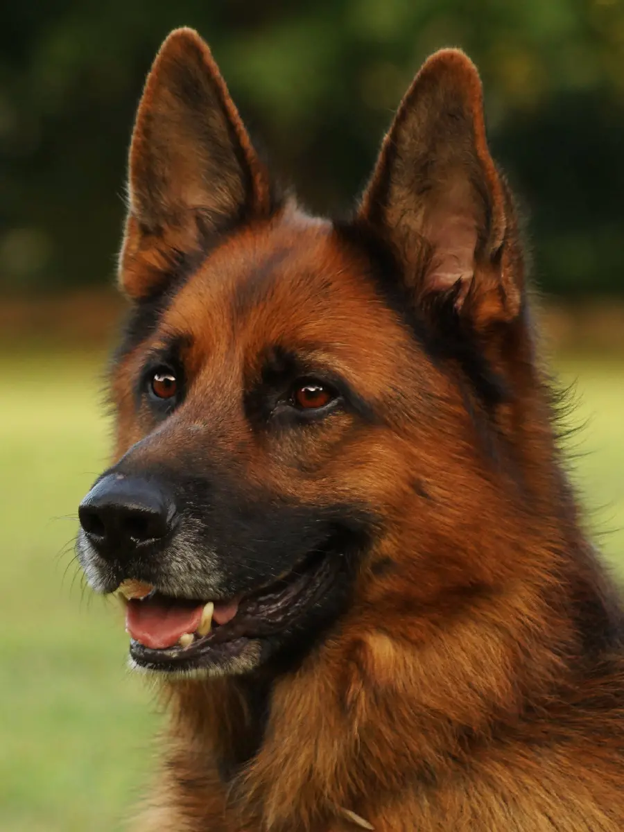 Awesome photo of GermanOld Shepherd for iPhone Background 