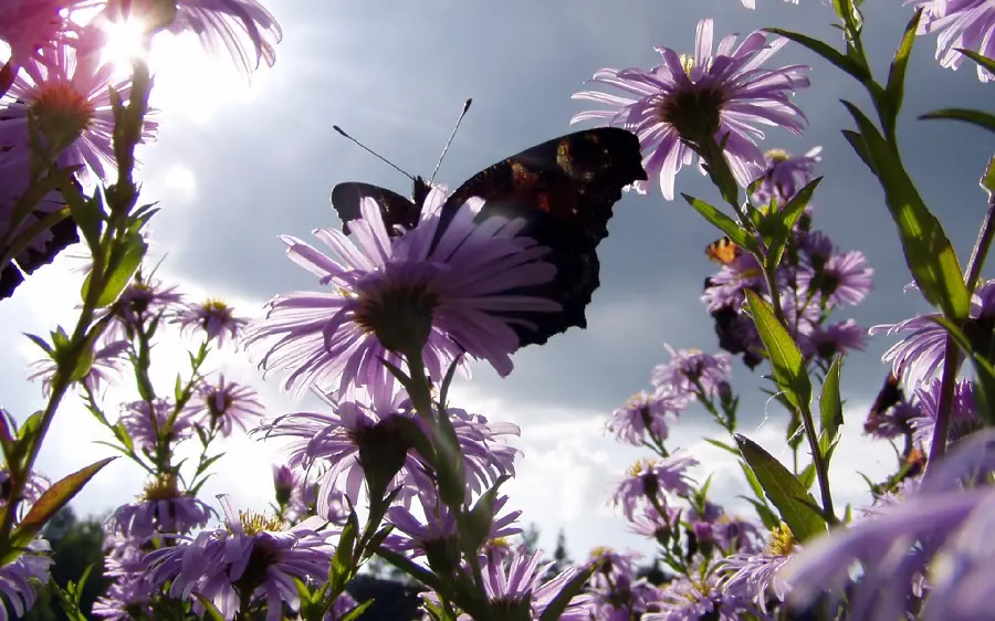 Profile Image of Butterfly on Purple Flowers with Sunlight