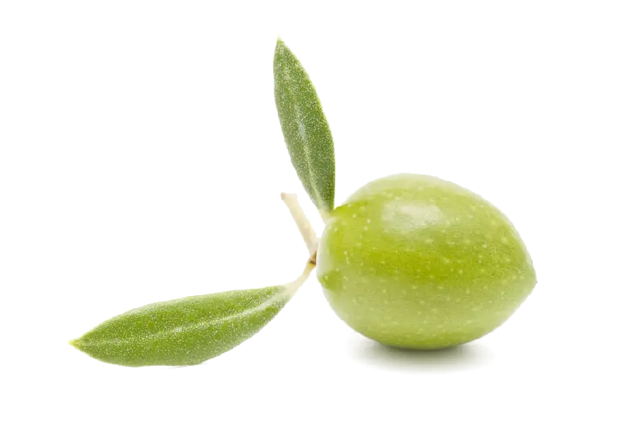 Download Olive PNG Images for Logo Design
