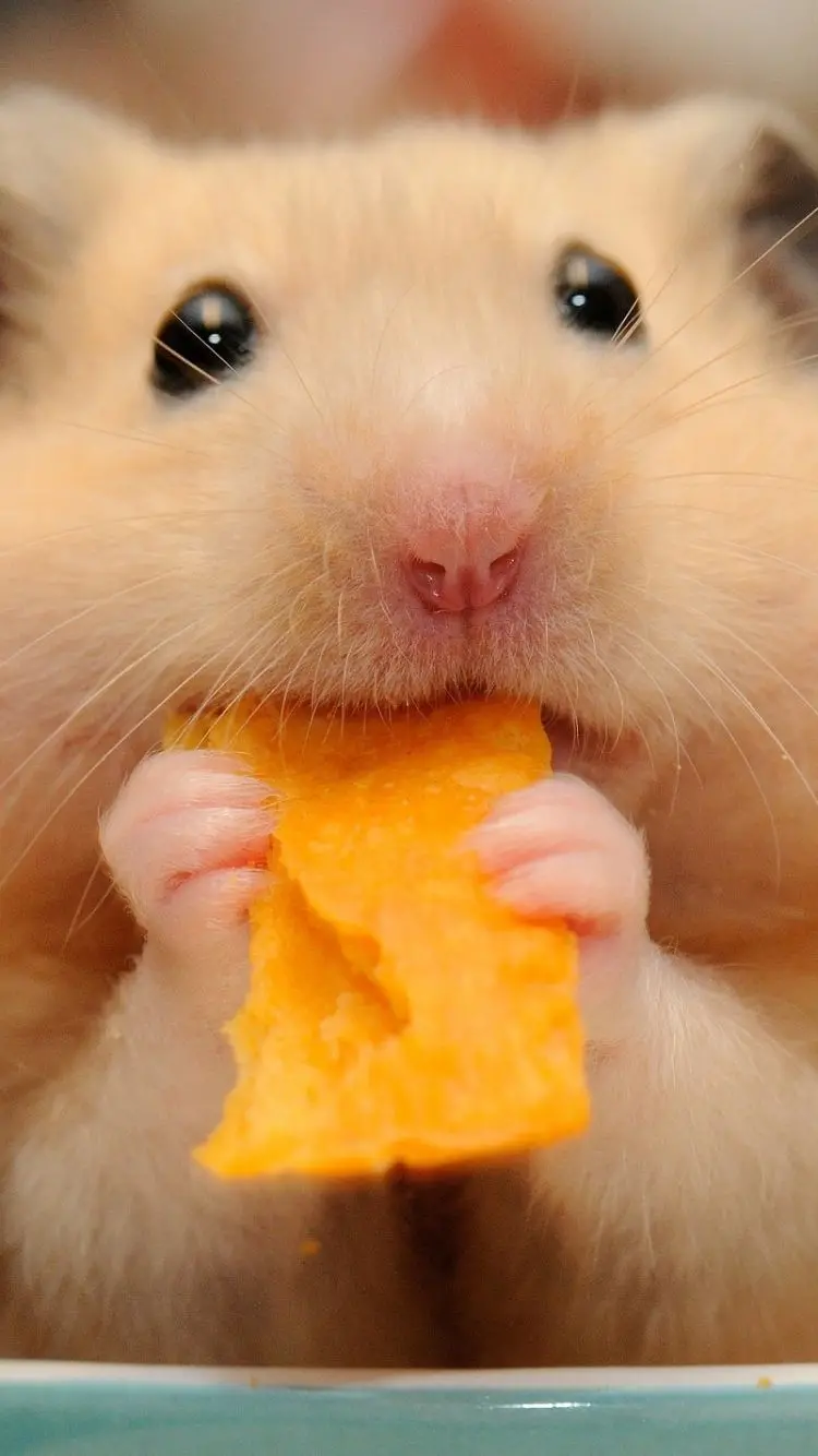 Image of Hamster Eating