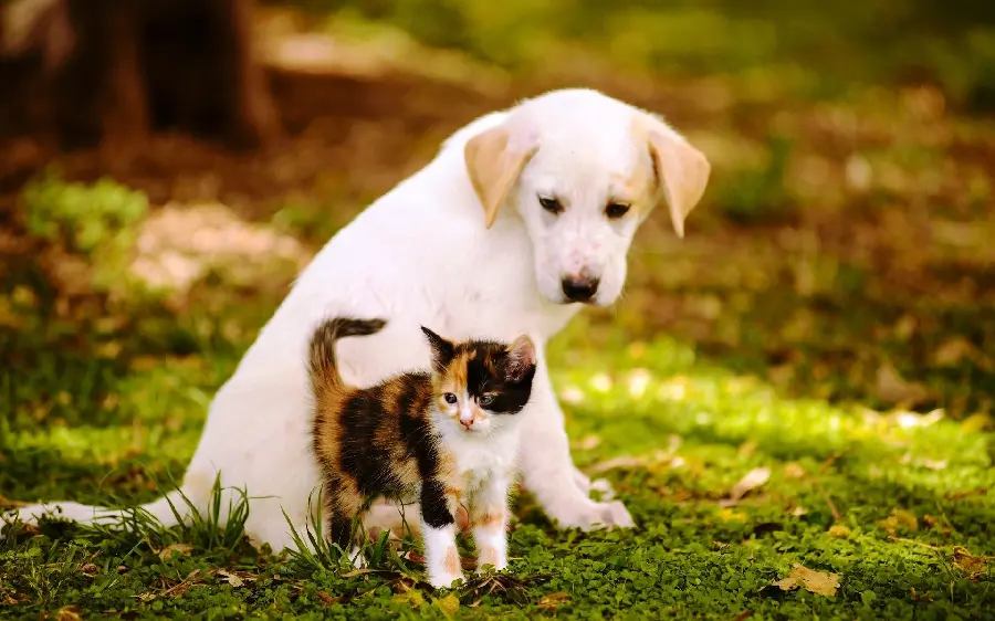 Free and high-quality stock photo of a puppy next to a kitten