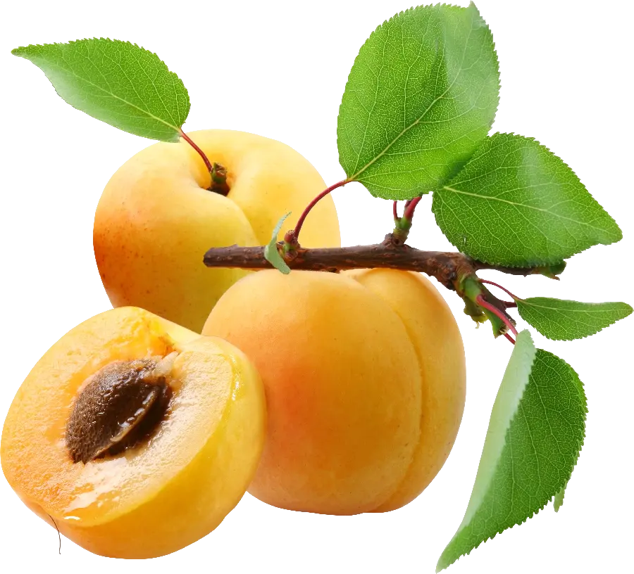 Free Download Apricot PNG Images Suitable for Design