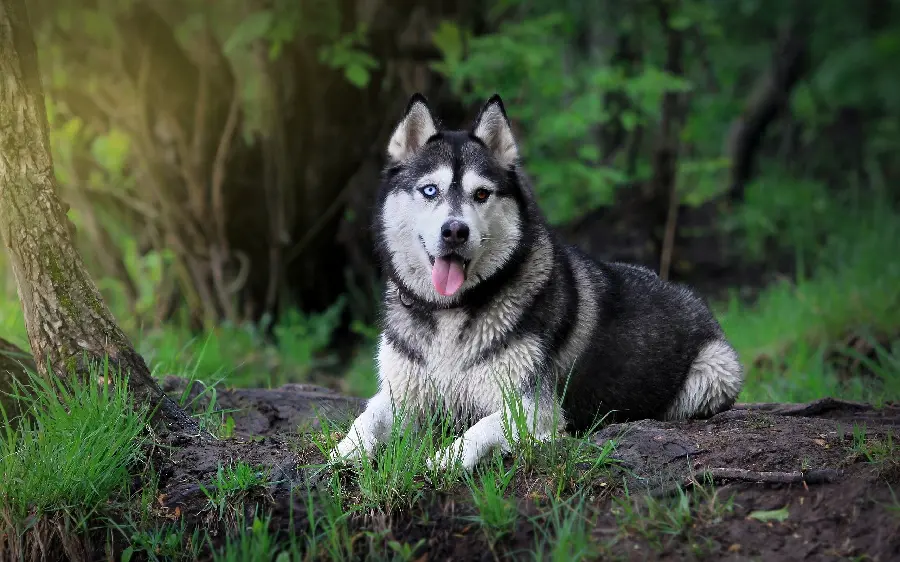 Beautiful WallpaperRed Husky suitable for laptop background