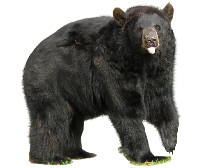 Stock Photo without Background of Big Bear PNG