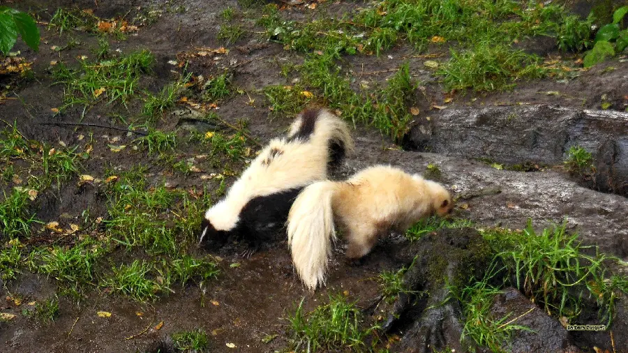 Download Wallpaper of Skunks for Use in Blogs