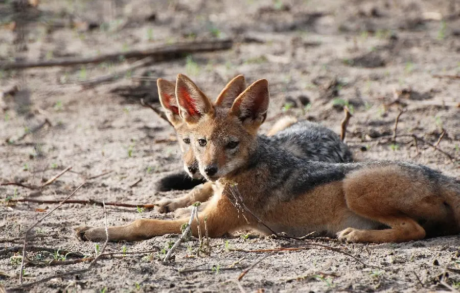 Photo with Quality with the best angle of photography of jackals