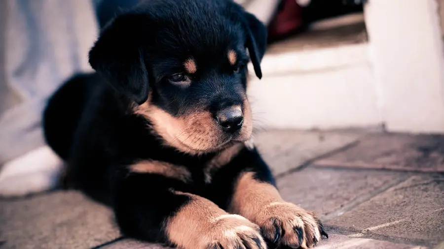High Quality Rottweiler Guard Dog Profile Image for Desktop