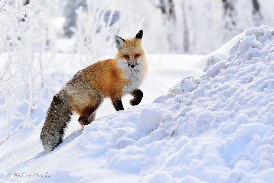 Red Fox Snowy Winter Theme Wallpaper